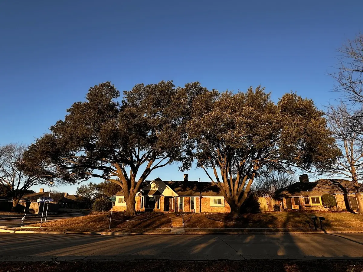 Established residential canopy tree shading a home in Filer